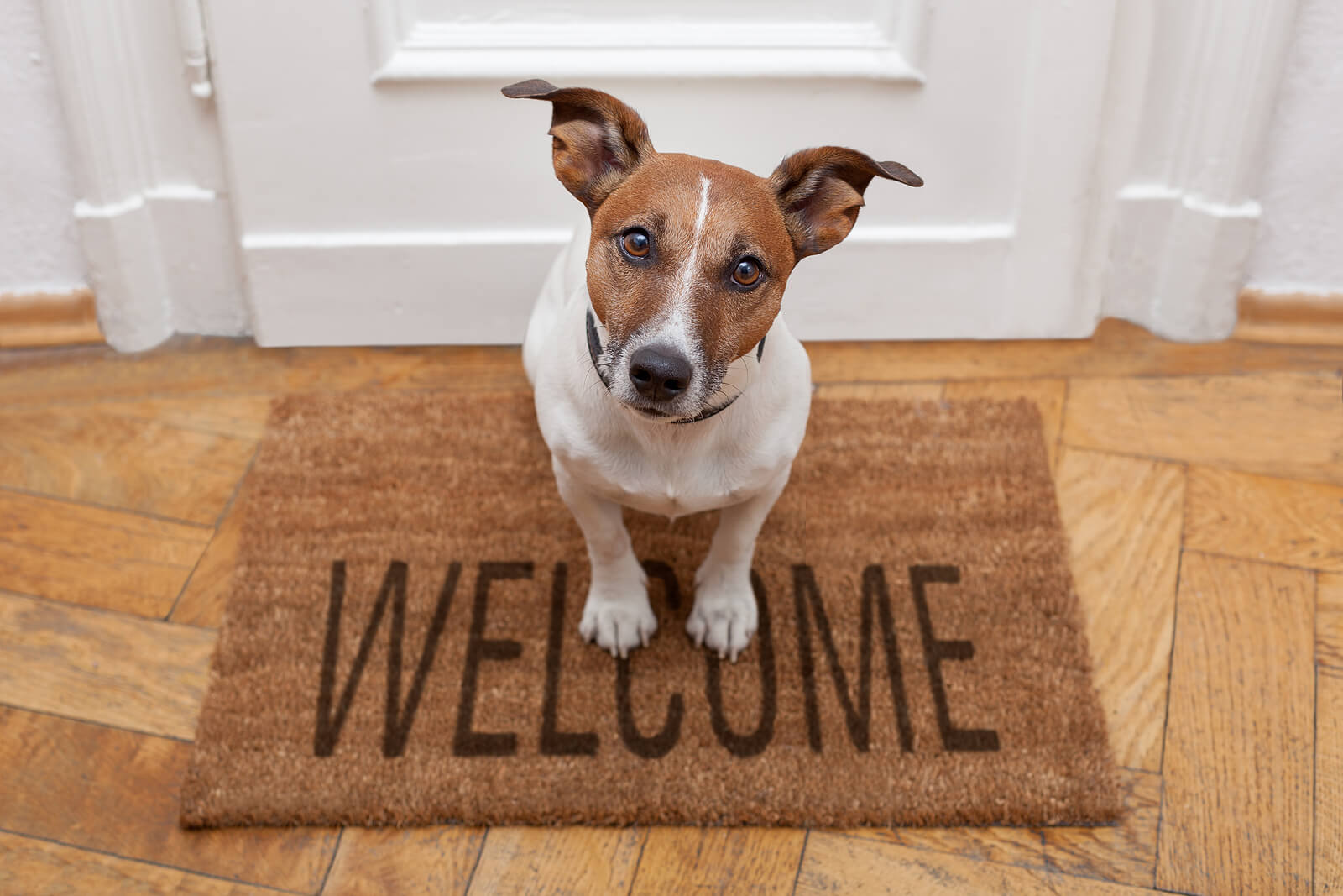 Pet Policies 101: How Boston Landlords Should Set Rules for Tenants with Pets